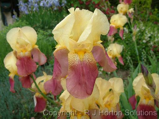 Iris Bearded Yellow Maroon 3 